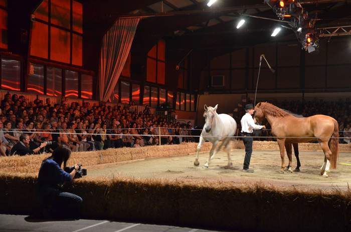 spectacle equestre 2015 (4)